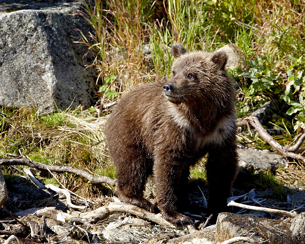 Grizzly bear (Ursus arctos horribilis) (Coastal brown bear) cub, Katmai National Park and Preserve, Alaska, United States of America, North America