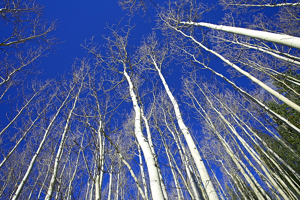 Looking up at bare aspen trunks, near Silver Jack, Uncompahgre National Forest, Colorado, United States of America, North America