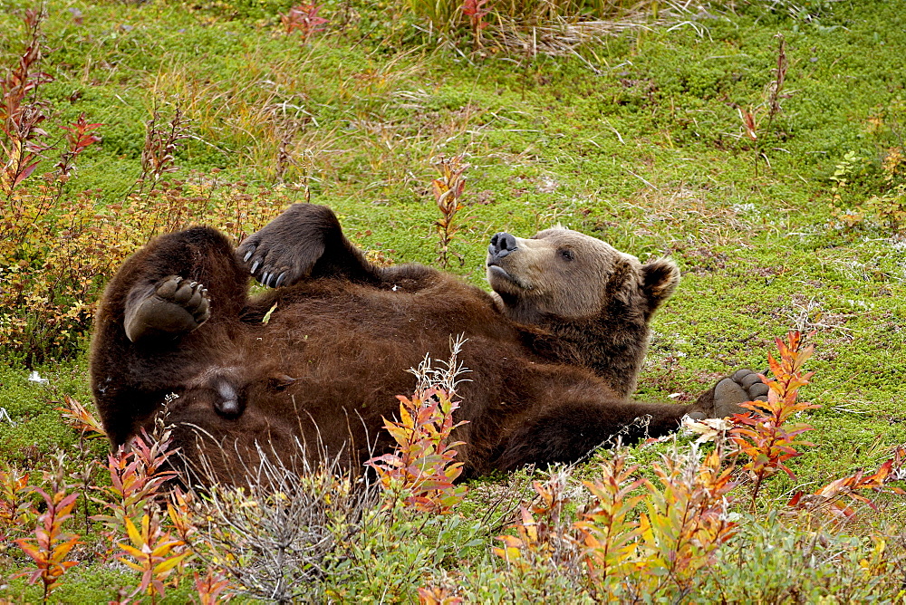 Grizzly bear (Ursus arctos horribilis) (Coastal brown bear) reclining, Chenik Lake, Katmai Peninsula, Alaska, United States of America, North America