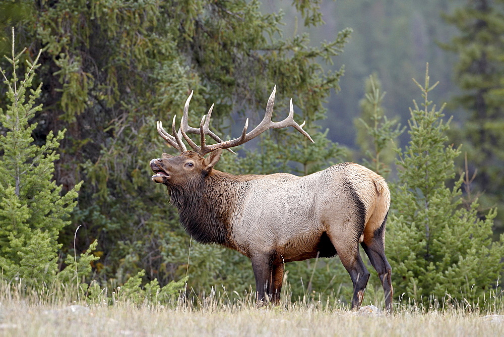 Bull elk (Cervus canadensis) demonstrating the flehmen response during the rut, Jasper National Park, UNESCO World Heritage Site, Alberta, Canada, North America