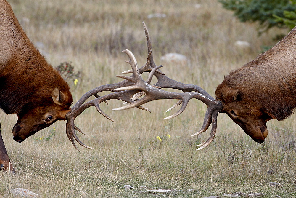 Two bull elk (Cervus canadensis) fighting, Jasper National Park, Alberta, Canada, North America