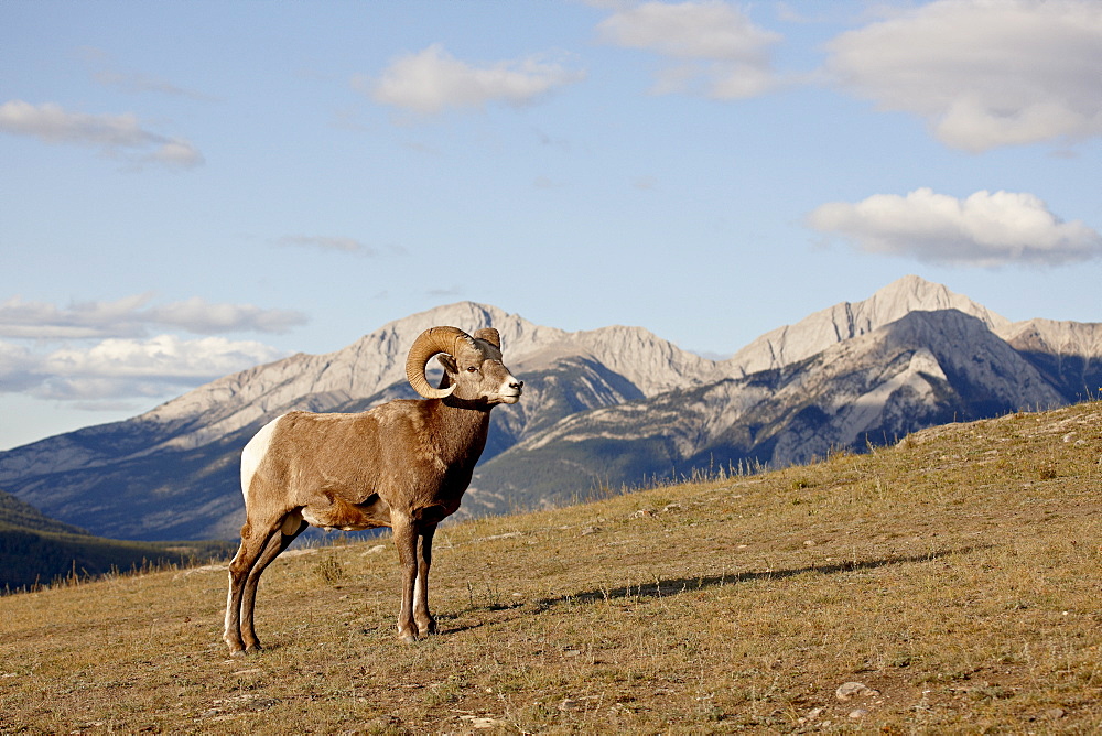 Bighorn sheep (Ovis canadensis) ram in its environment, Jasper National Park, UNESCO World Heritage Site, Alberta, Canada, North America