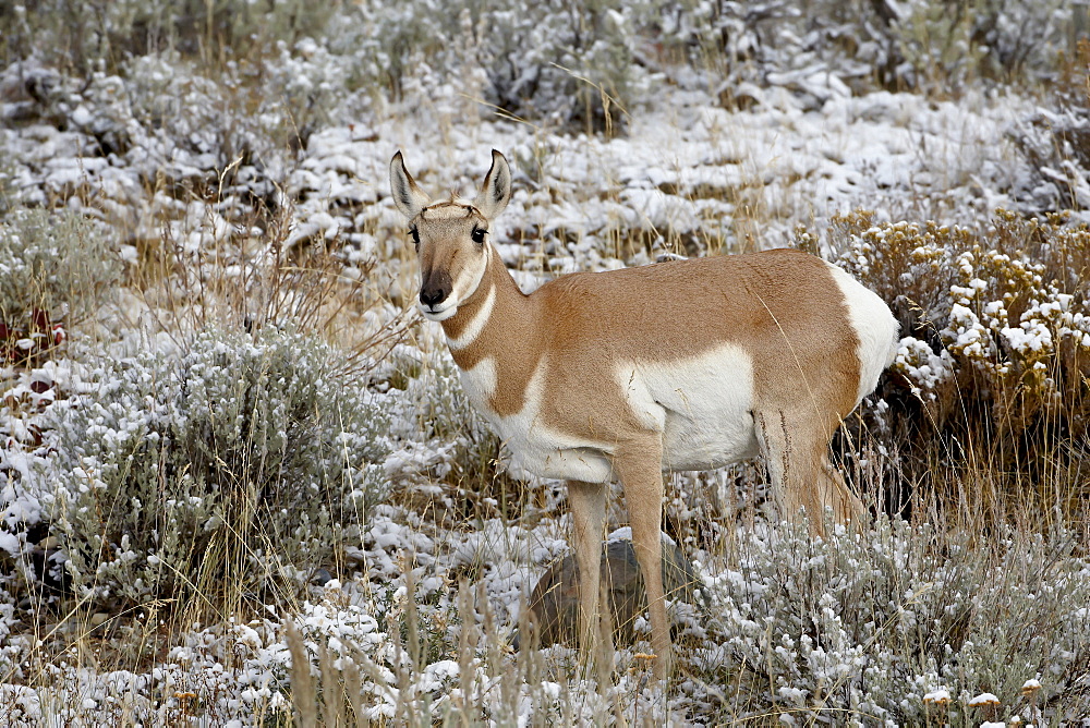 Pronghorn (Antilocapra americana) in the snow, Grand Teton National Park, Wyoming, United States of America, North America