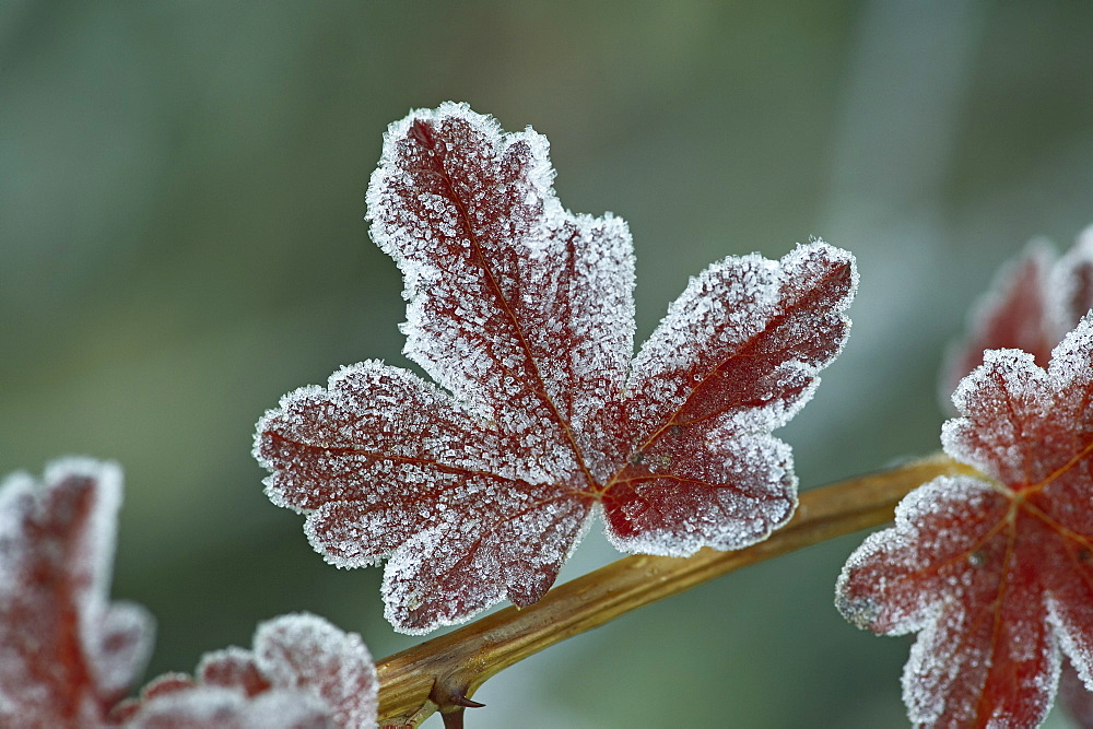 Frosty leaf, near Ouray, Colorado, United States of America, North America