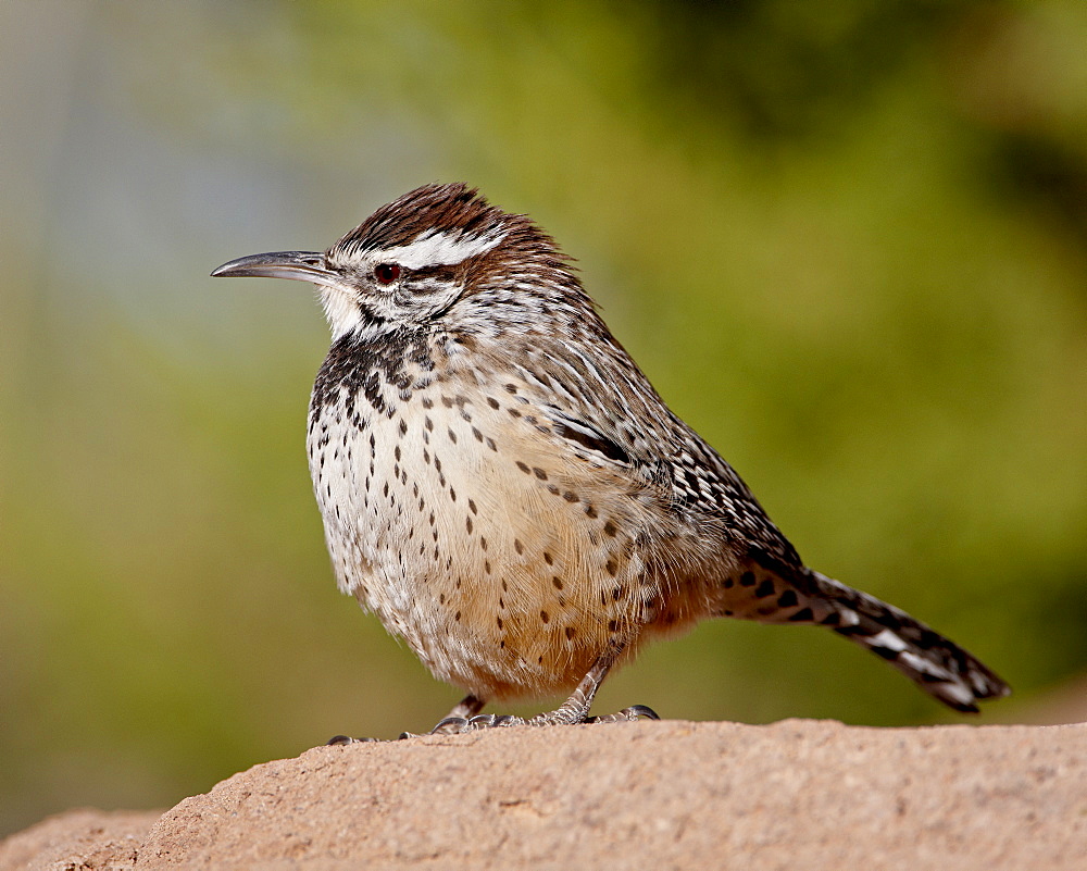 Cactus wren (Campylorhynchus brunneicapillus), Arizona Sonora Desert Museum, Tucson, Arizona, United States of America, North America