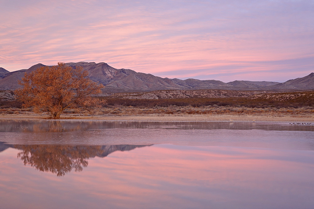 Pink clouds and pond at sunrise, Bosque Del Apache National Wildlife Refuge, New Mexico, United States of America, North America