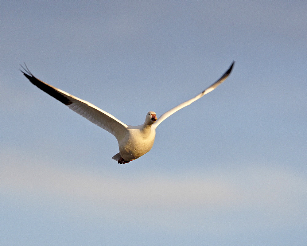 Snow goose (Chen caerulescens) in flight, Bosque del Apache National Wildlife Refuge, New Mexico, United States of America, North America