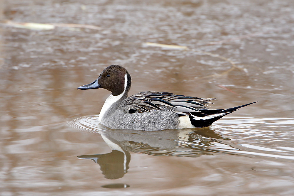 Northern pintail (Anas acuta), Bosque del Apache National Wildlife Refuge, New Mexico, United States of America, North America