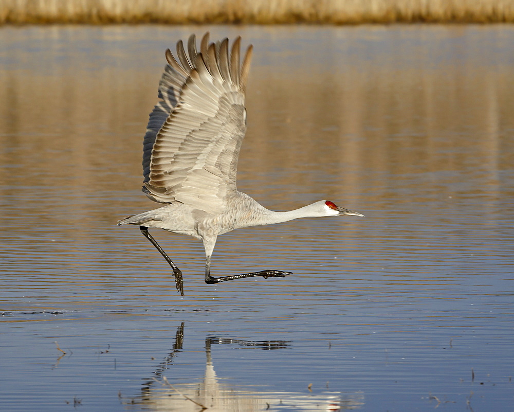 Sandhill crane (Grus canadensis) taking off from a pond, Bosque Del Apache National Wildlife Refuge, New Mexico, United States of America, North America