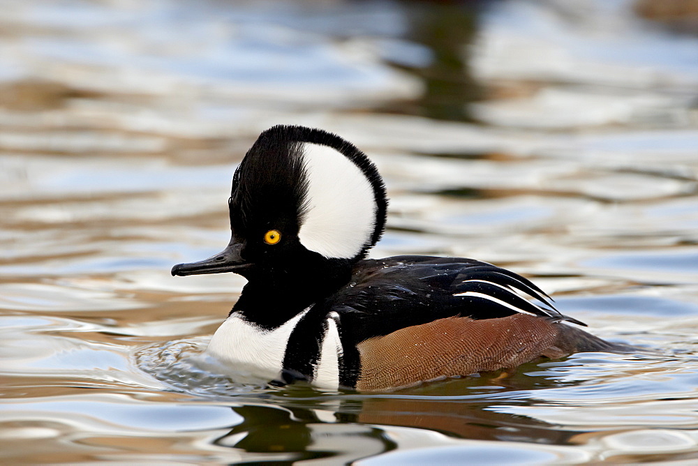 Male hooded merganser (Lophodytes cucullatus) in breeding plumage, Rio Grande Zoo, Albuquerque Biological Park, Albuquerque, New Mexico, United States of America, North America