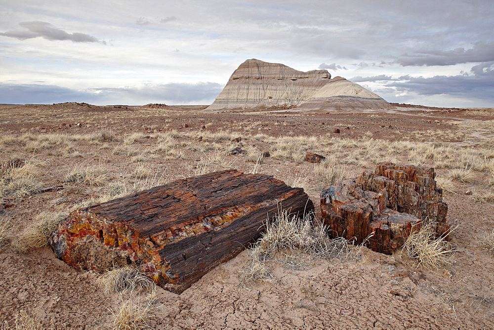 Petrified wood and an eroded hill, Petrified Forest National Park, Arizona, United States of America, North America