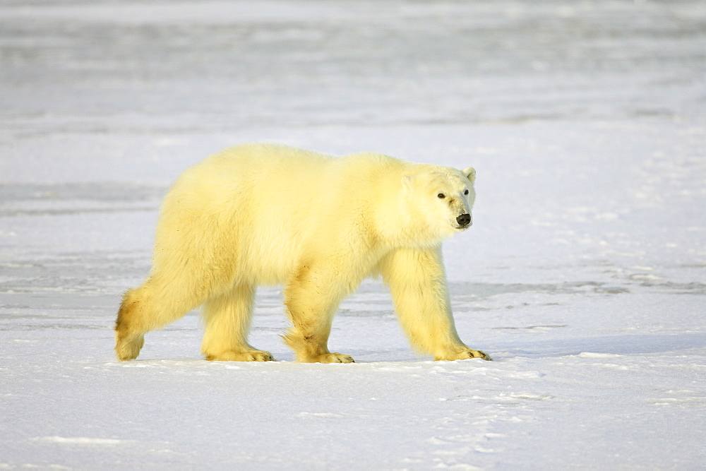 Polar bear (Thalarctos maritimus), Churchill, Manitoba, Canada, North America