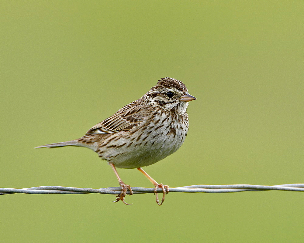 Lincoln's sparrow (Melospiza lincolnii), San Jacinto Wildlife Area, California, United States of America, North America