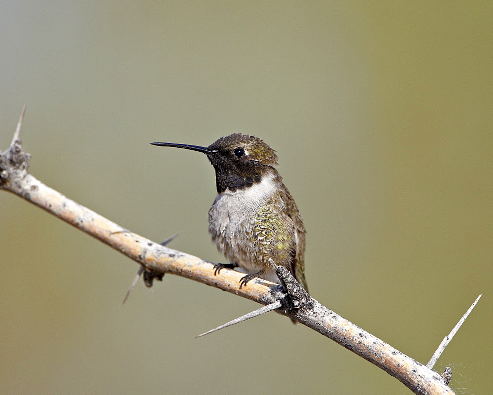 Black-chinned hummingbird (Archilochus alexandri), Sweetwater Wetlands, Tucson, Arizona, United States of America, North America