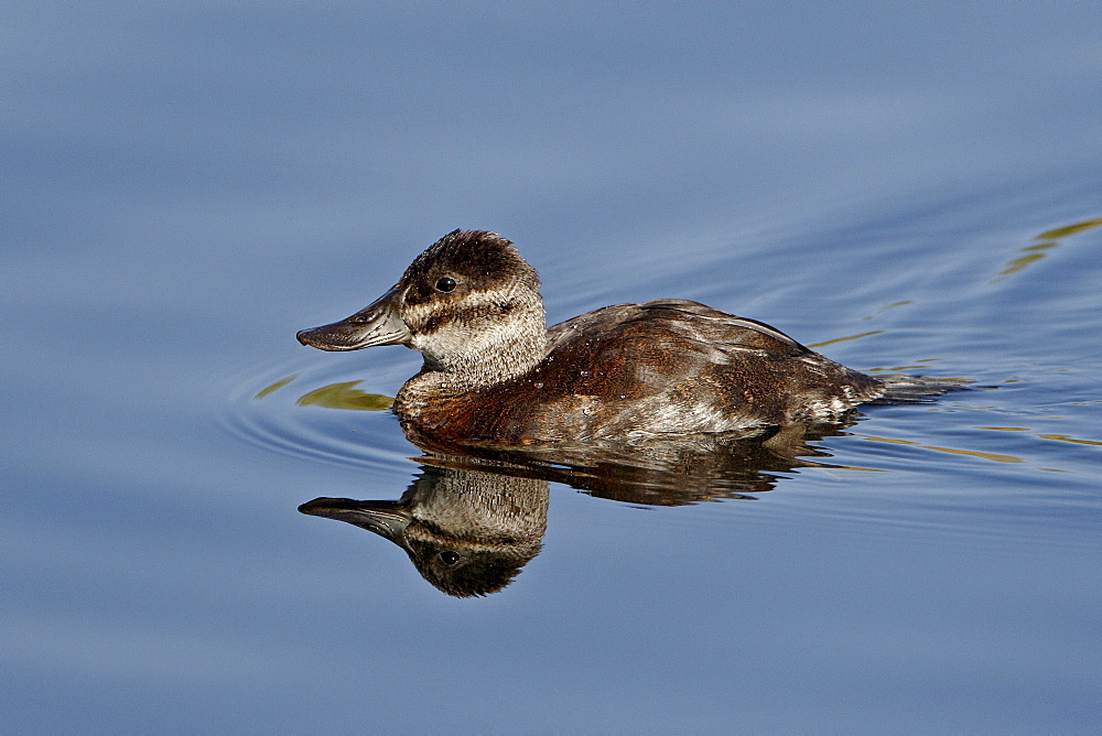 Female ruddy duck (Oxyura jamaicensis) swimming, Sweetwater Wetlands, Tucson, Arizona, United States of America, North America