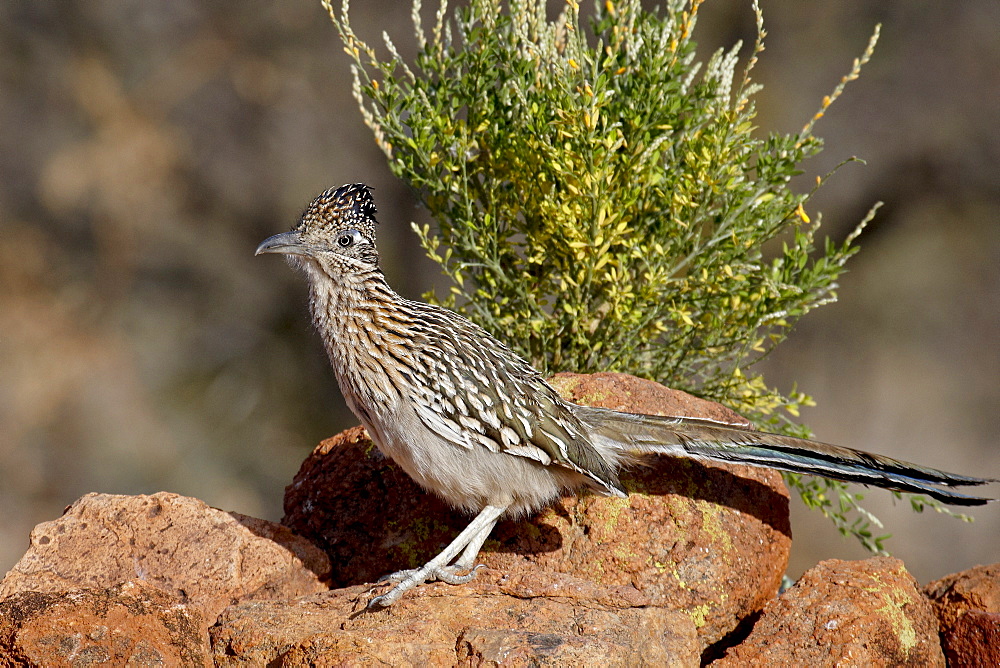 Greater roadrunner (Geococcyx californianus), The Pond, Amado, Arizona, United States of America, North America