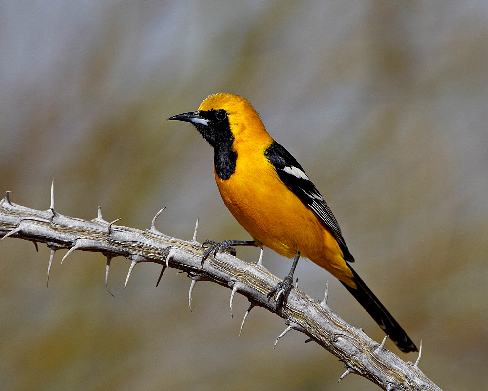 Hooded oriole (Icterus cucullatus), The Pond, Amado, Arizona, United States of America, North America