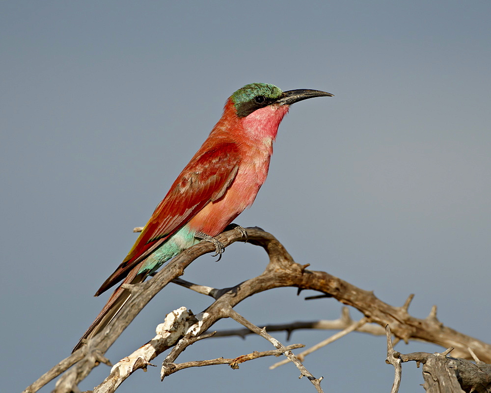 Southern carmine bee-eater (Merops nubicoides), Kruger National Park, South Africa, Africa