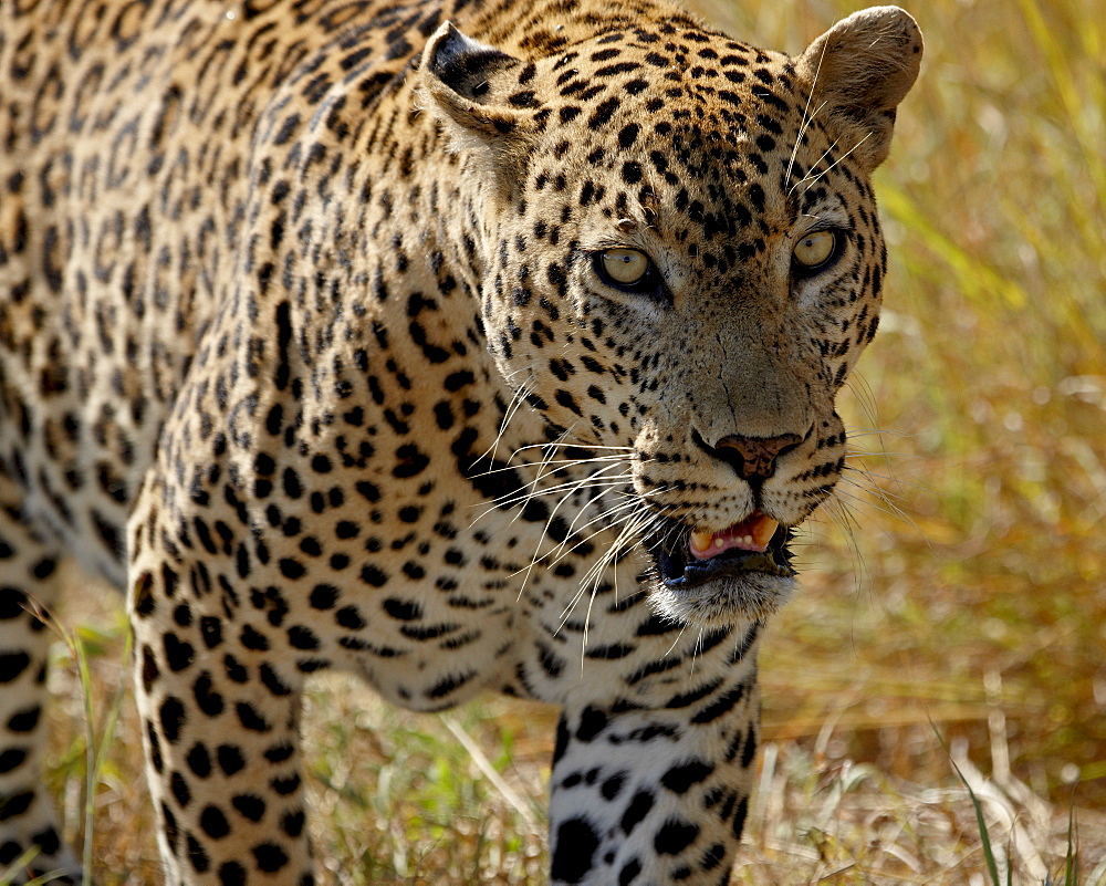 Male leopard (Panthera pardus), Kruger National Park, South Africa, Africa