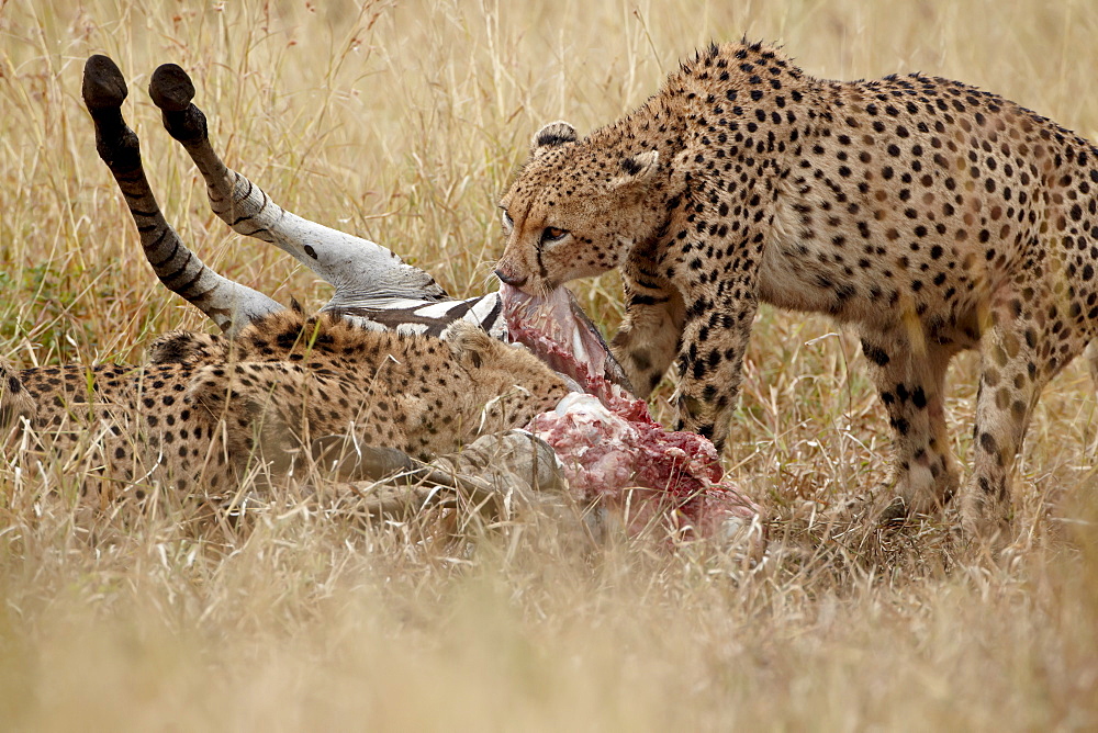 Two cheetah (Acinonyx jubatus) at a zebra kill, Kruger National Park, South Africa, Africa