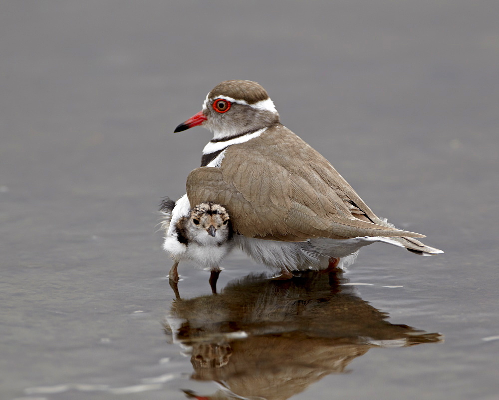 Three-banded plover (Charadrius tricollaris) adult and chick, Kruger National Park, South Africa, Africa