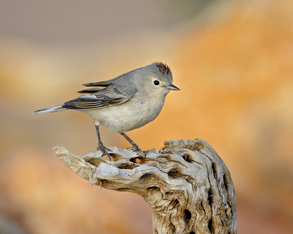 Lucy's warbler (Vermivora luciae), The Pond, Amado, Arizona, United States of America, North America