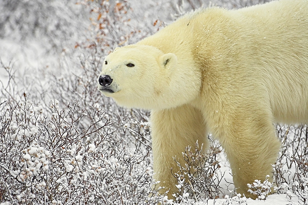 Polar bear (Thalarctos maritimus) standing among willow, Churchill, Manitoba, Canada, North America