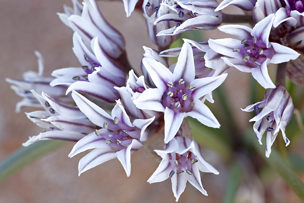 Prairie wild onion (Allium textile), Goblin Valley State Park, Utah, United States of America, North America