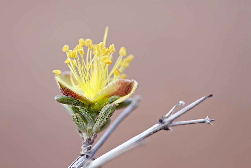 Blackbrush (Coleogyne ramosissima) blossom, Arches National Park, Utah, United States of America, North America