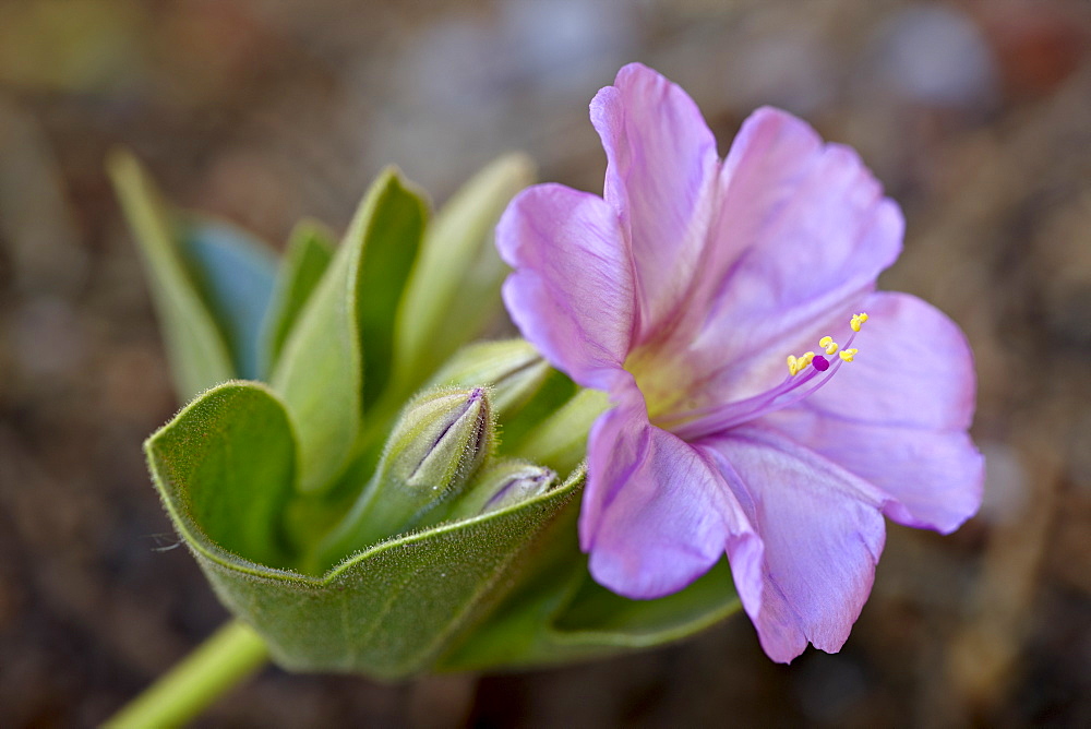 Showy four o'clock flower (Mirabilis multiflora), The Needles District, Canyonlands National Park, Utah, United States of America, North America