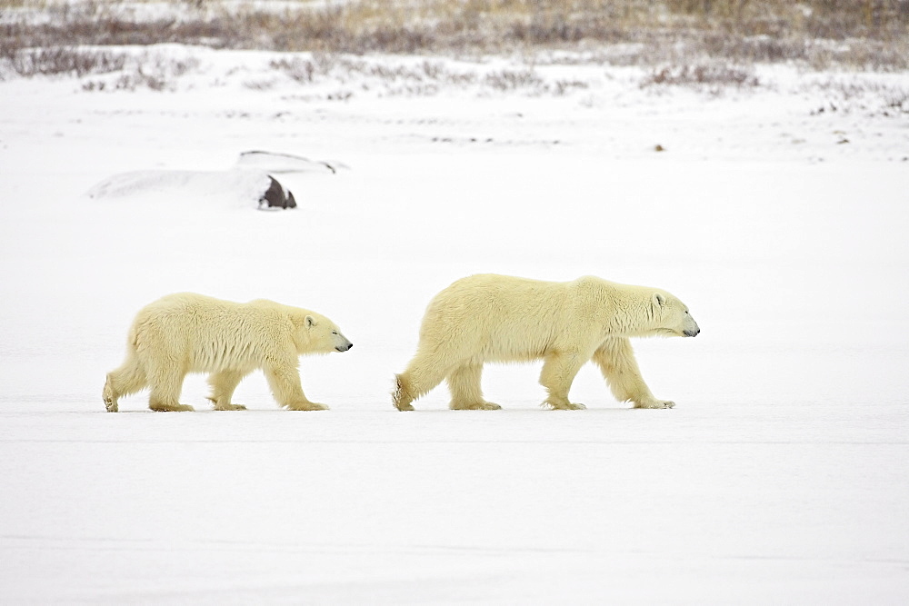 Polar bears (Thalarctos maritimus), mother walking with cub, Churchill, Manitoba, Canada, North America