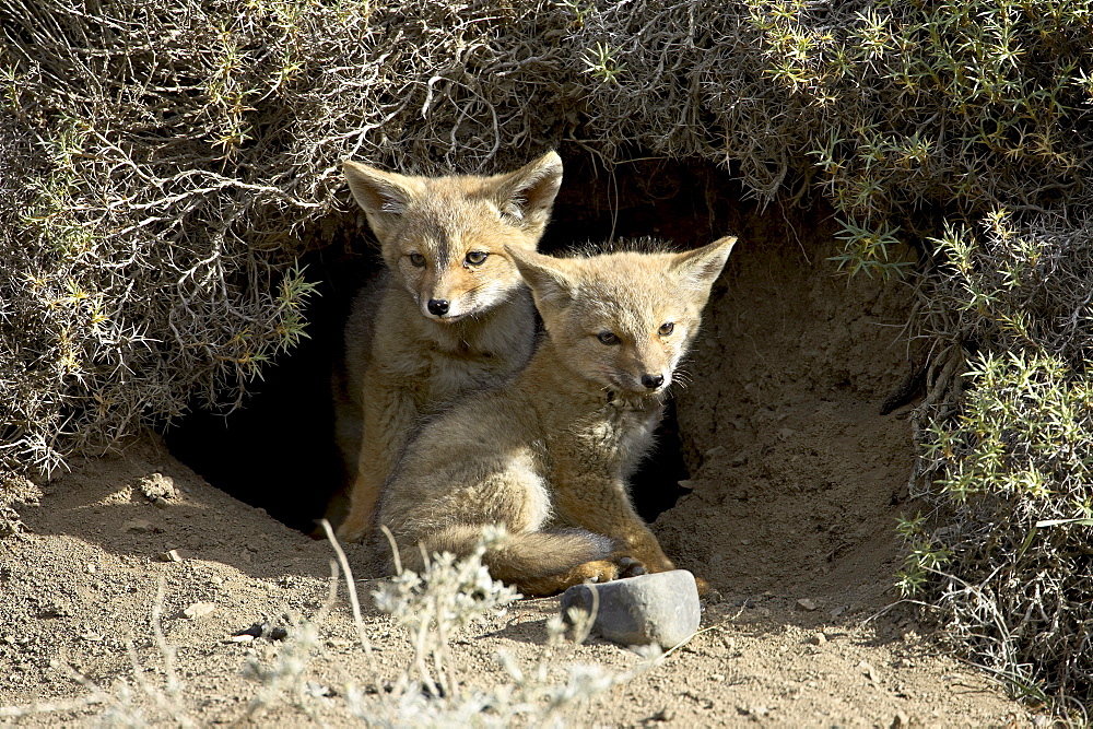 Two gray fox pups (Patagonian fox) (Pseudalopex griseus) at den entrance, Torres del Paine, Chile, South America