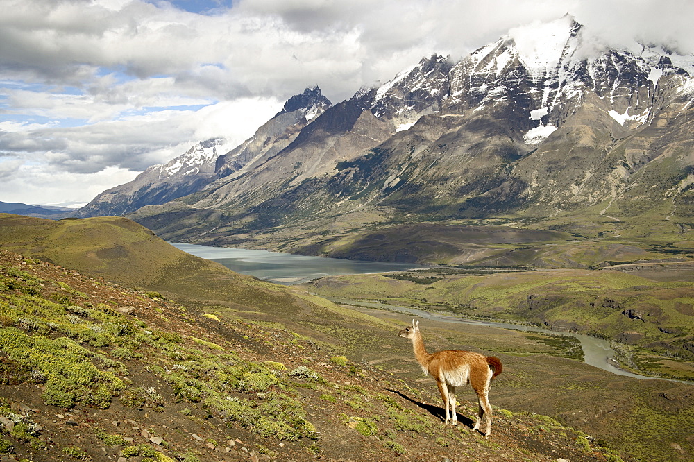 Guanaco (Lama guanicoe) with mountains and Lago Nordenskjsld in the background, Torres del Paine National Park, Patagonia, Chile, South America