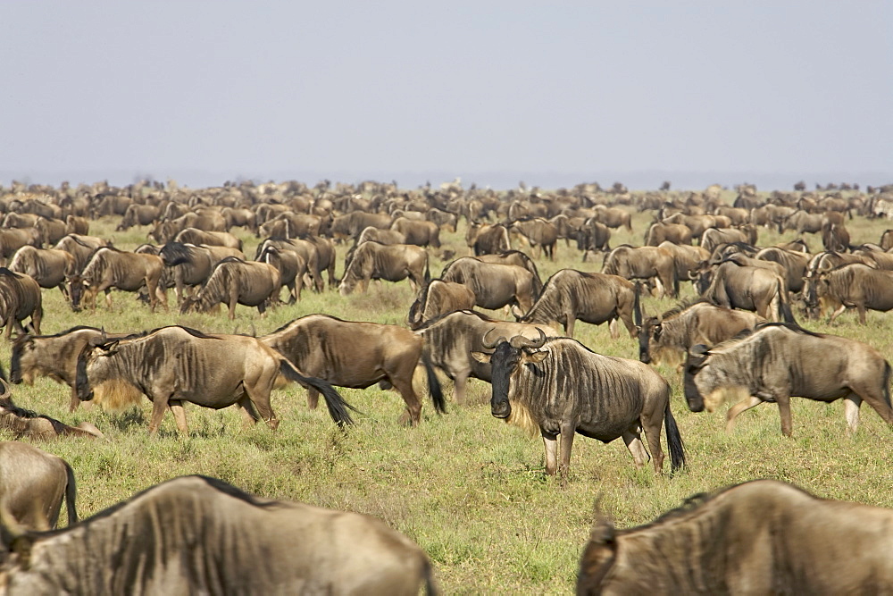 Herd of blue wildebeest (brindled gnu) (Connochaetes taurinus), Serengeti National Park, Tanzania, East Africa, Africa