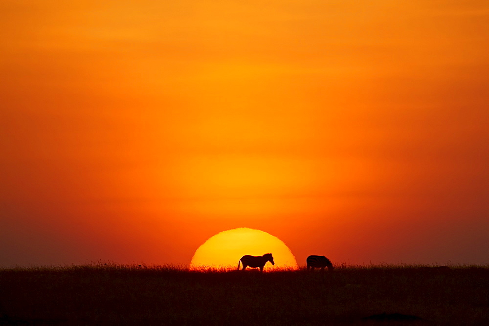 Sun setting behind a silhouetted common zebra, Masai Mara Game Reserve, Kenya, East Africa, Africa