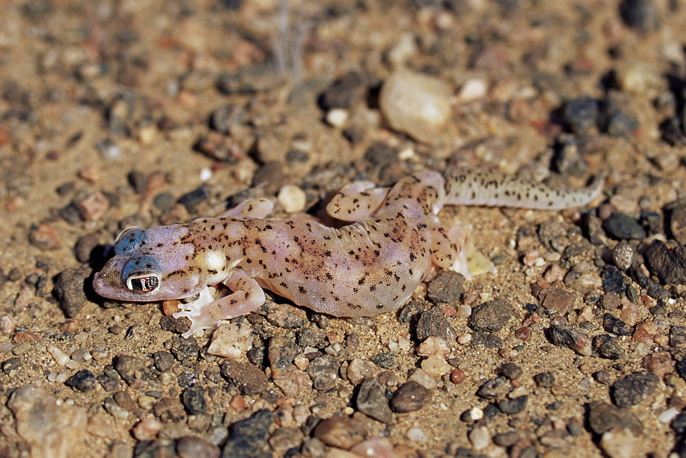 Web-footed gecko (Palmotogecko rangei), Skeleton Coast, Namibia, Africa