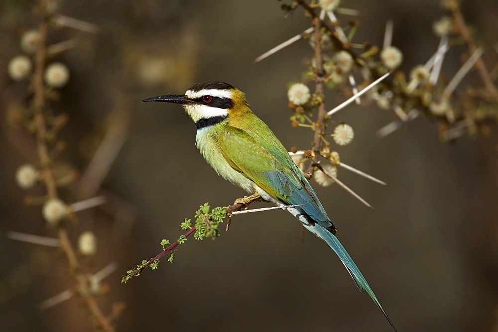 White-throated bee-eater (Merops albicollis) perched in an acacia tree, Samburu Game Reserve, Kenya, East Africa, Africa