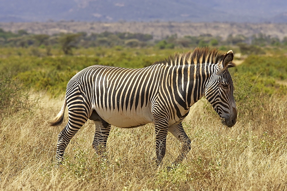 Male Grevy's zebra (Equus grevyi), Samburu Game Reserve, Kenya, East Africa, Africa