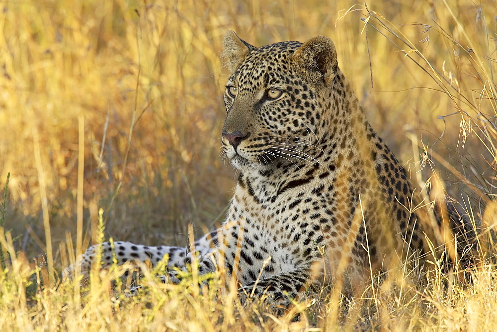 Leopard (Panthera pardus), Masai Mara National Reserve, Kenya, East Africa, Africa