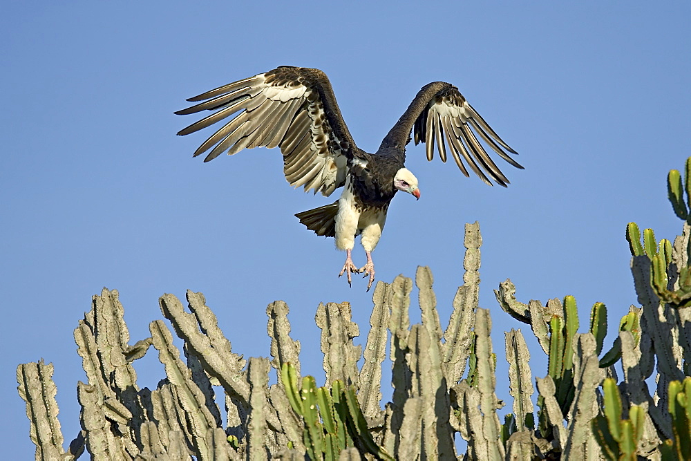 White-headed vulture (Trigonoceps occipitalis) making a short flight, Masai Mara National Reserve, Kenya, East Africa, Africa