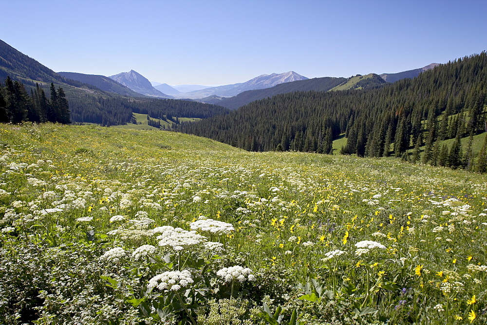 Cow parsnip (Heracleum lanatum) and Alpine sunflower (Hymenoxys grandiflora) with Crested Butte in the distance, Washington Gulch, Gunnison National Forest, Colorado, United States of America, North America