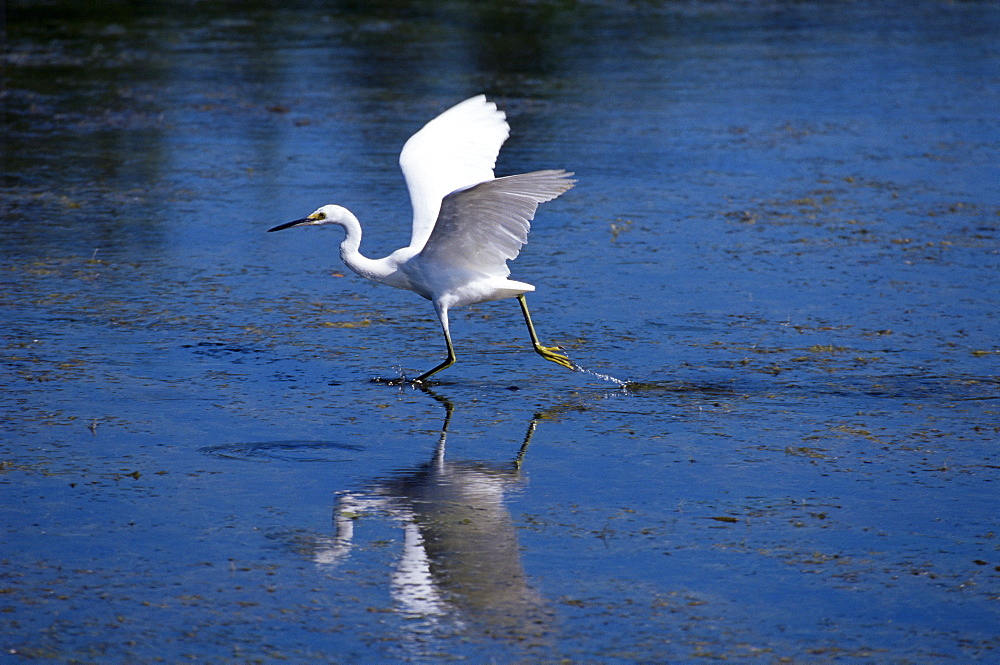 Immature little blue heron (Egretta caerulea), Everglades National Park, Florida, United States of America, North America