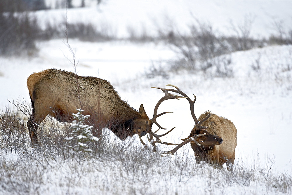 Two bull elk (Cervus canadensis) sparring in the snow, Jasper National Park, Alberta, Canada, North America