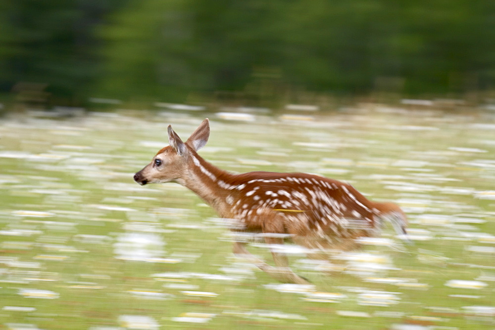 Captive whitetail deer fawn (Odocoileus virginianus) running through a field of wildflowers, Sandstone, Minnesota, United States of America, North America