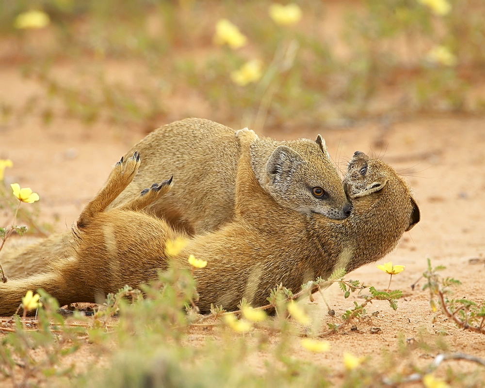 Two yellow mongoose (Cynictis penicillata) fighting, Kgalagadi Transfrontier Park, encompassing the former Kalahari Gemsbok National Park, Northern Cape, South Africa, Africa