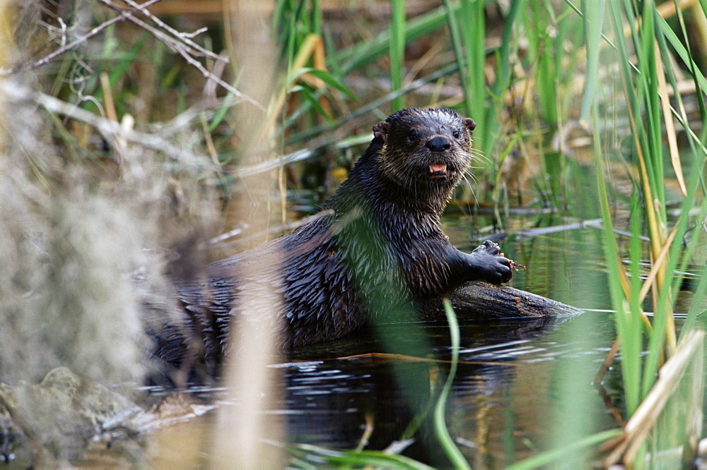 River otter (Lutra canadensis), Big Cypress Nature Preserve, Florida, United States of America, North America