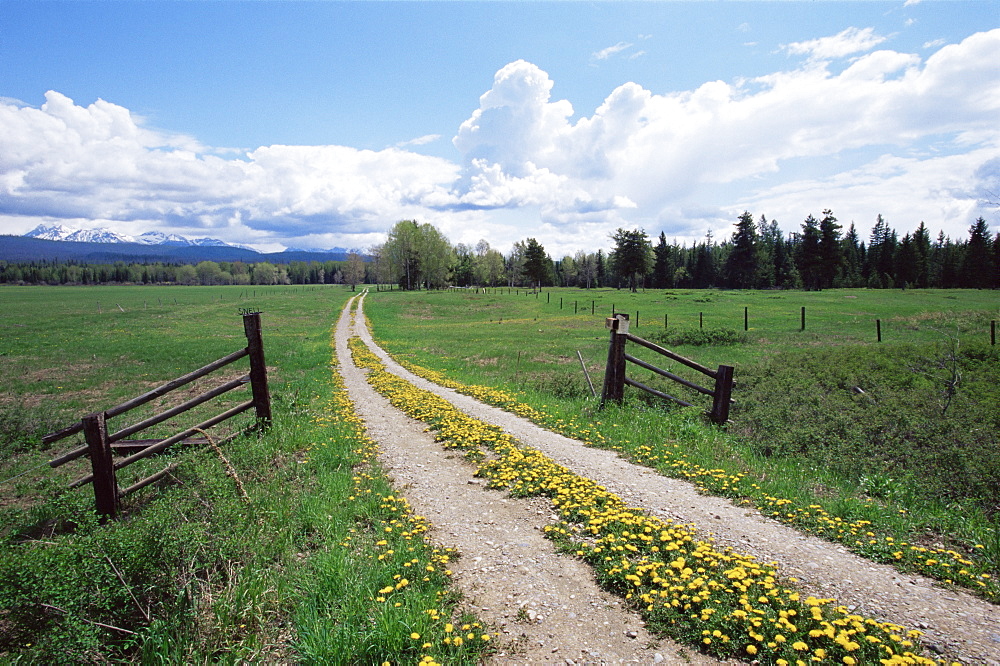 Driveway with common dandelion (Taraxacum officinale) in flower, near Glacier National Park, Montana, United States of America, North America