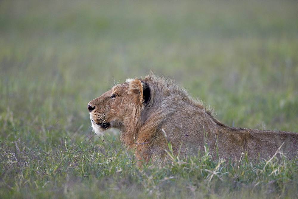 Young male lion (Panthera leo), Ngorongoro Crater, Tanzania, East Africa, Africa