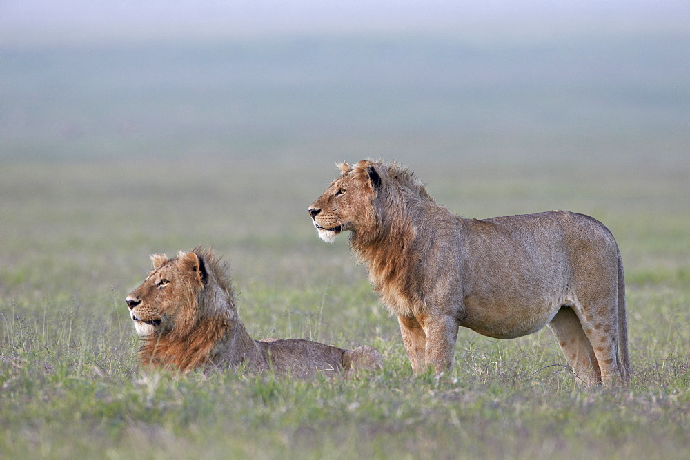 Two young male lions (Panthera leo), Ngorongoro Crater, Tanzania, East Africa, Africa