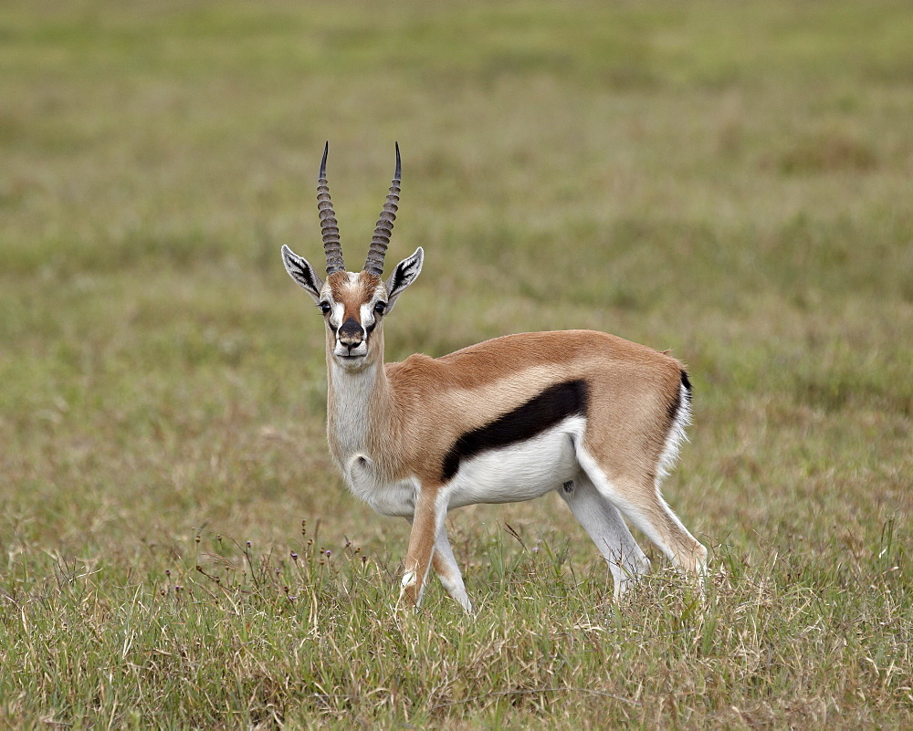 Thomson's gazelle (Gazella thomsonii) buck, Ngorongoro Crater, Tanzania, East Africa, Africa